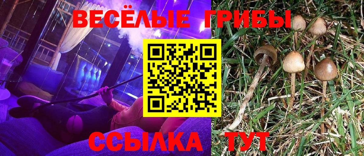 Гулькевичи  дарнет шоп  Вход с VPN  Галлюциногенные грибы Cubensis 